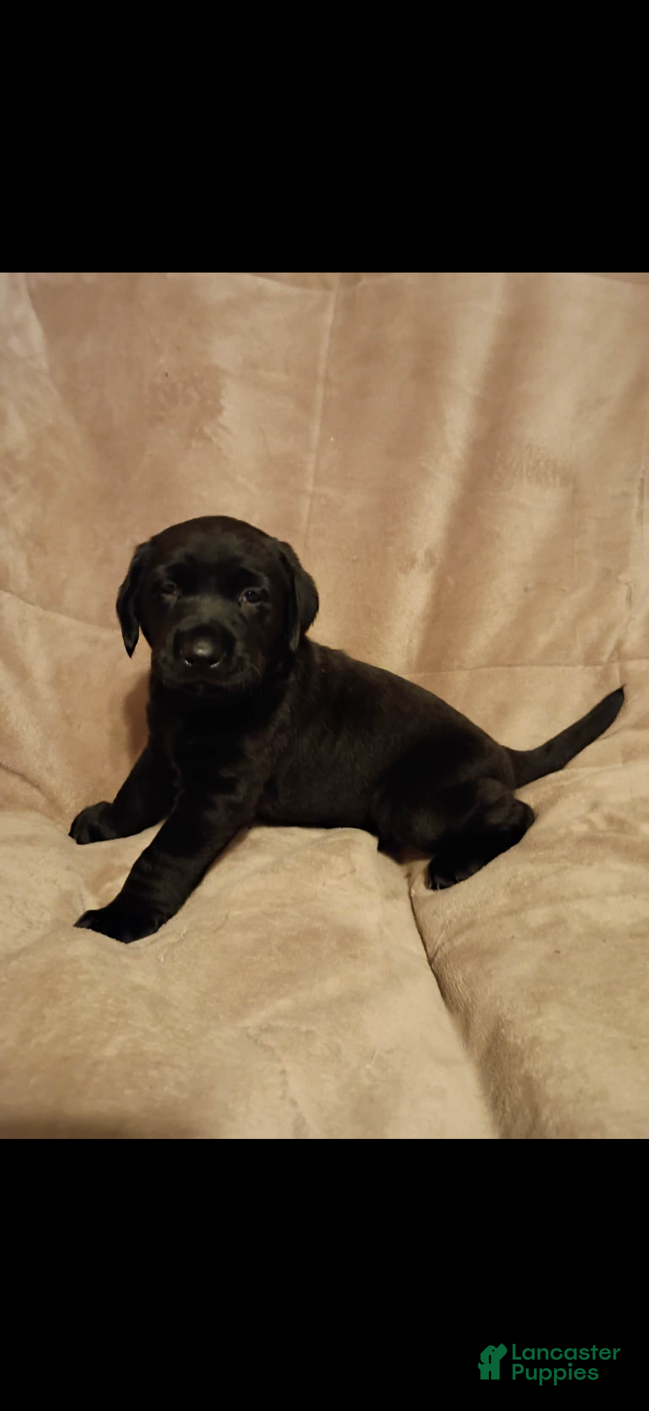 Labrador Retriever dogs Labrador Retriever 1 - Ad 17