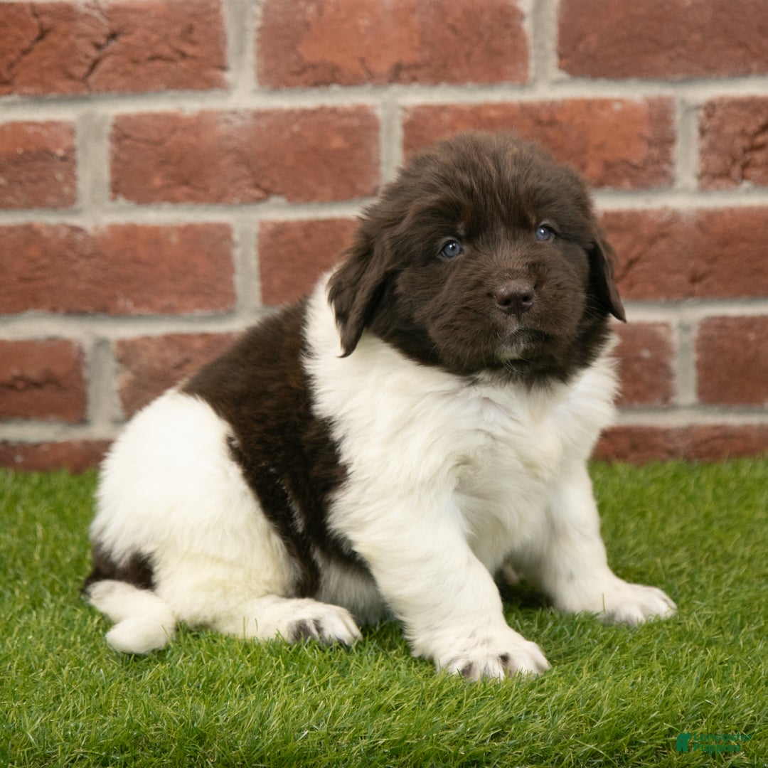 Newfoundland dogs for sale: Hank - Ad 1