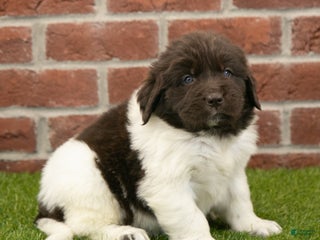 Newfoundland dogs Hank - Ad 35