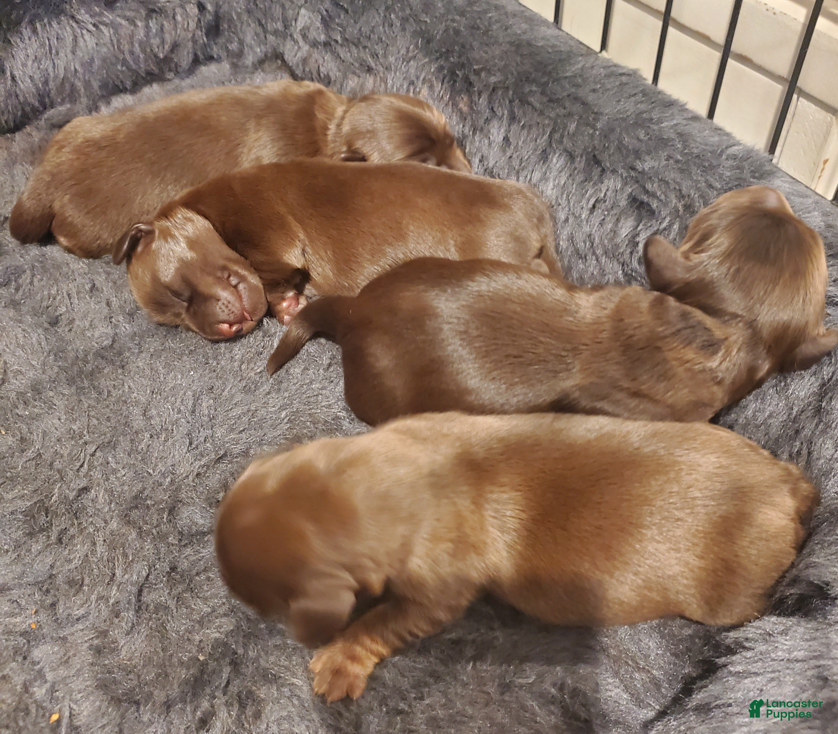 Miniature Dachshund dogs Miniature Dachshund Puppy 2 - Ad 40