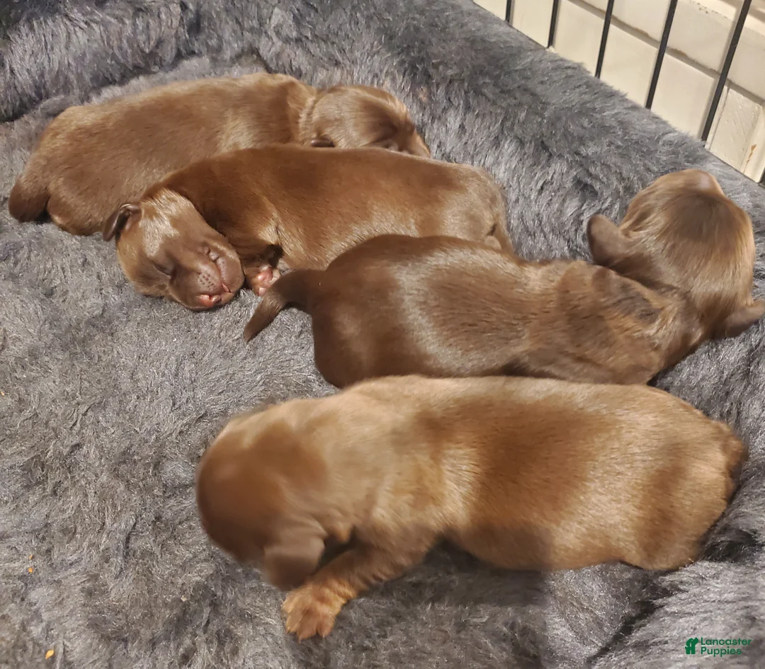 Miniature Dachshund dogs for sale: Miniature Dachshund Puppy 2 - Ad 1