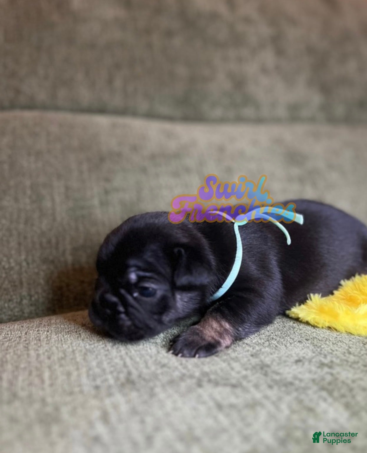 French Bulldog dogs for sale: Clove - Ad 4