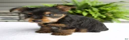 Yorkshire Terrier dogs for sale: Barbie - Ad 5