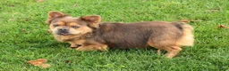 French Bulldog dogs for sale: Buster - Ad 6