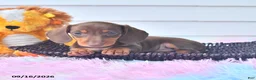 Miniature Dachshund dogs for sale: Fletcher - Ad 3