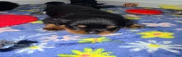Rottweiler dogs for sale: Rottweiler 6 - Ad 20