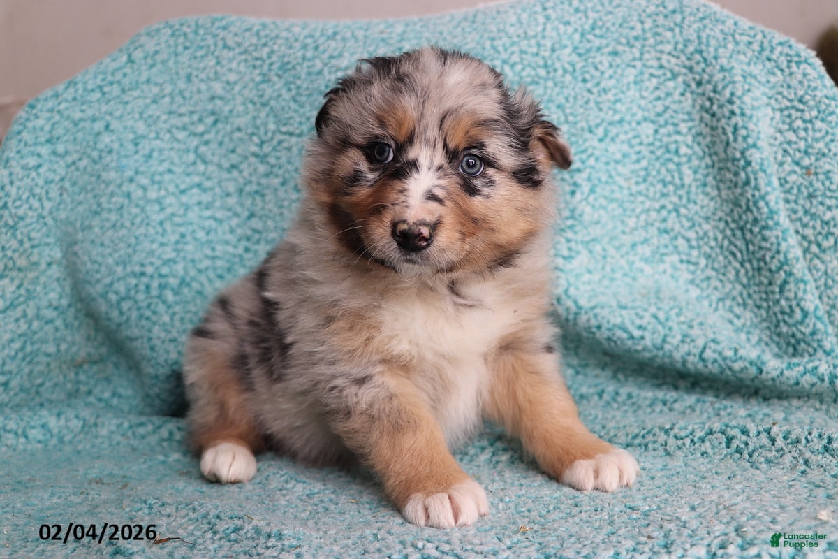 Australian Shepherd dogs Tiger - Ad 22