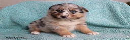 Australian Shepherd dogs for sale: Tiger - Ad 1