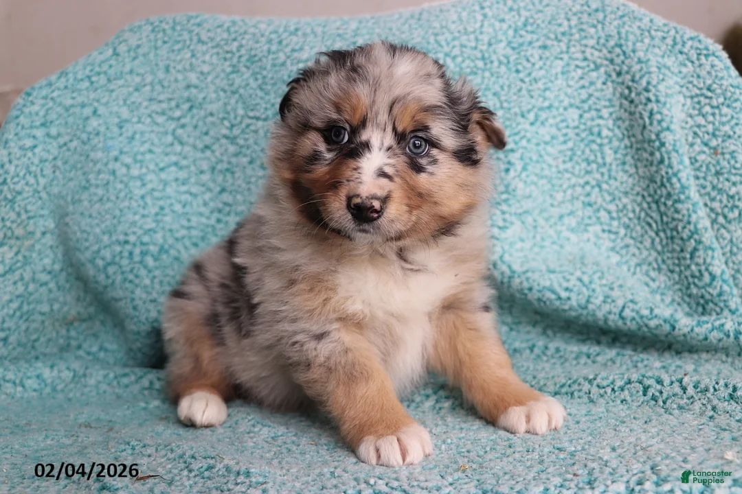 Australian Shepherd dogs for sale: Tiger - Ad 1