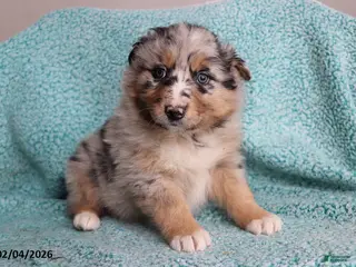 Australian Shepherd dogs Tiger - Ad 22