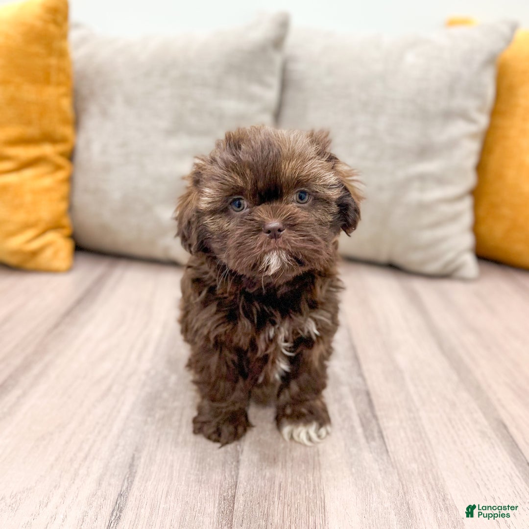 Shih Tzu dogs for sale: Layla - Ad 5