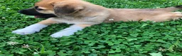 Mixed Breed dogs for sale: Sampson- $150 - Ad 5