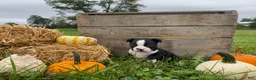 Boston Terrier dogs for sale: Milo - Ad 1