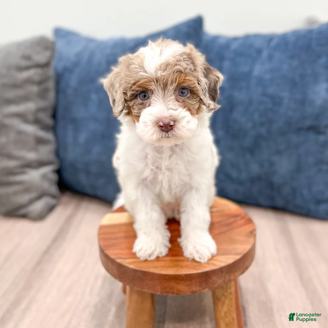 Miniature Poodle dogs for sale: Muffin - Ad 2