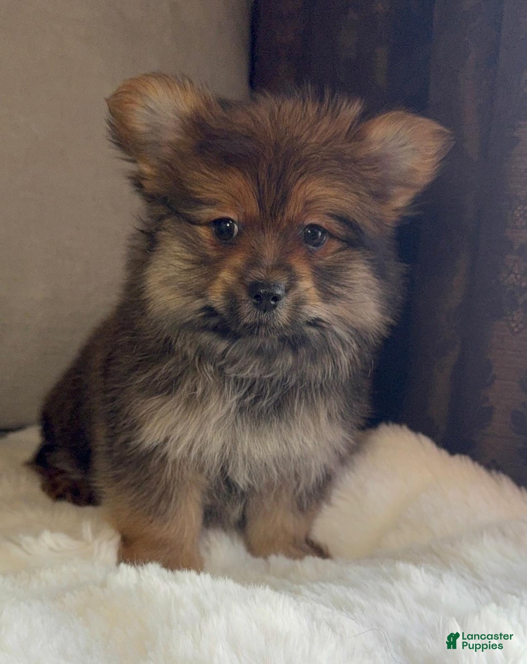 Mixed Breed dogs for sale: Designer Breed Yorkishire Terrier, Pomeranian Mix Puppy Male Buddy - Ad 5