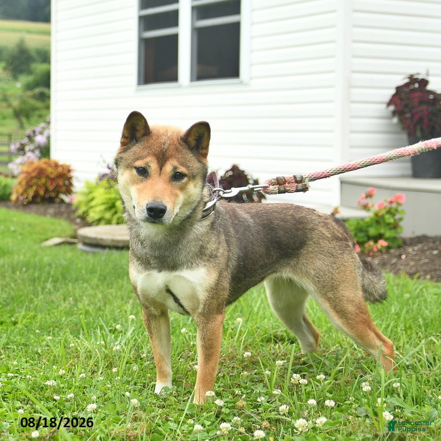 Shiba Inu dogs Misty  - Ad 2