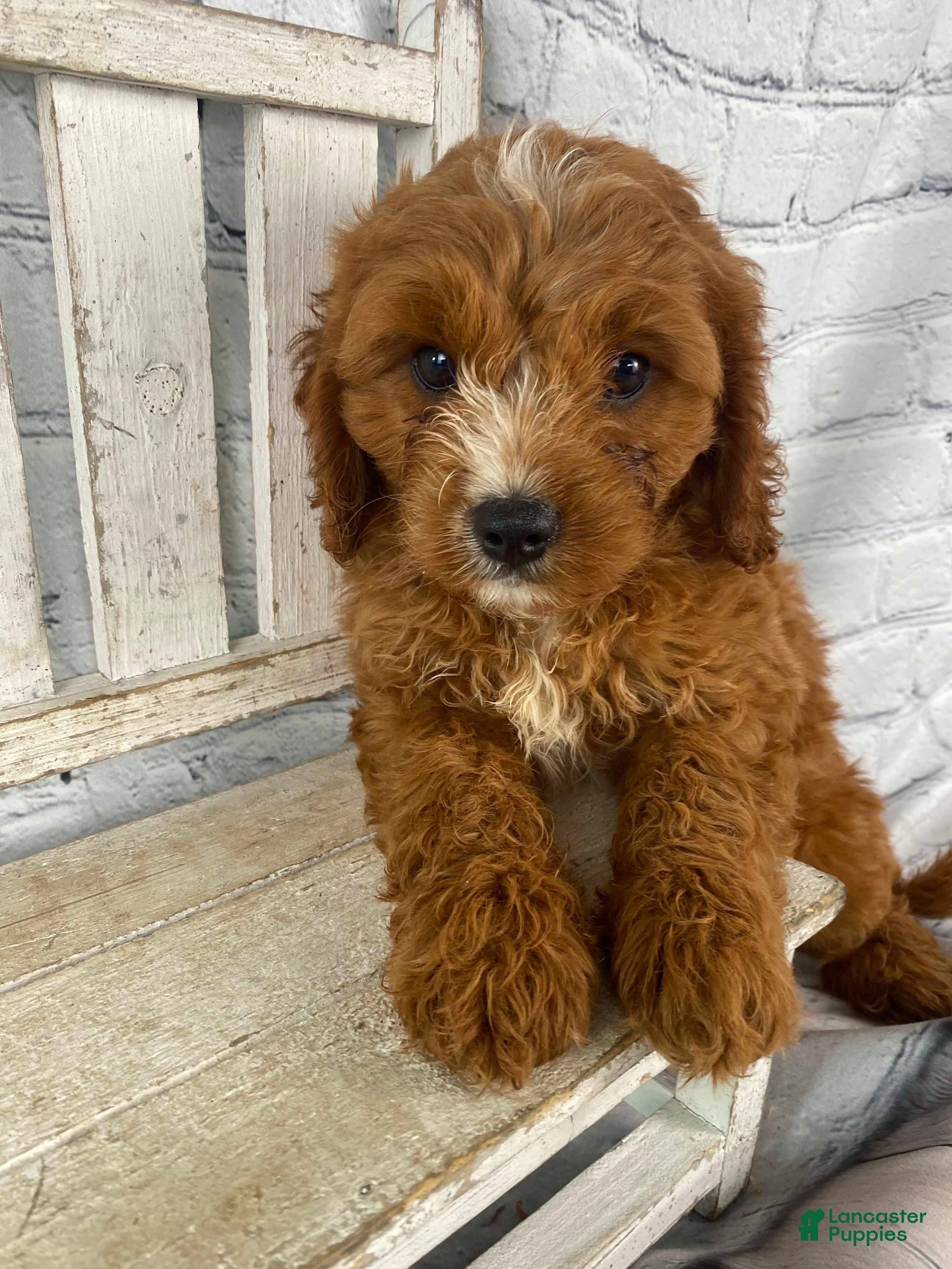 Cavapoo dogs Teddy - Ad 2