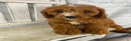 Cavapoo dogs for sale: Teddy - Ad 2