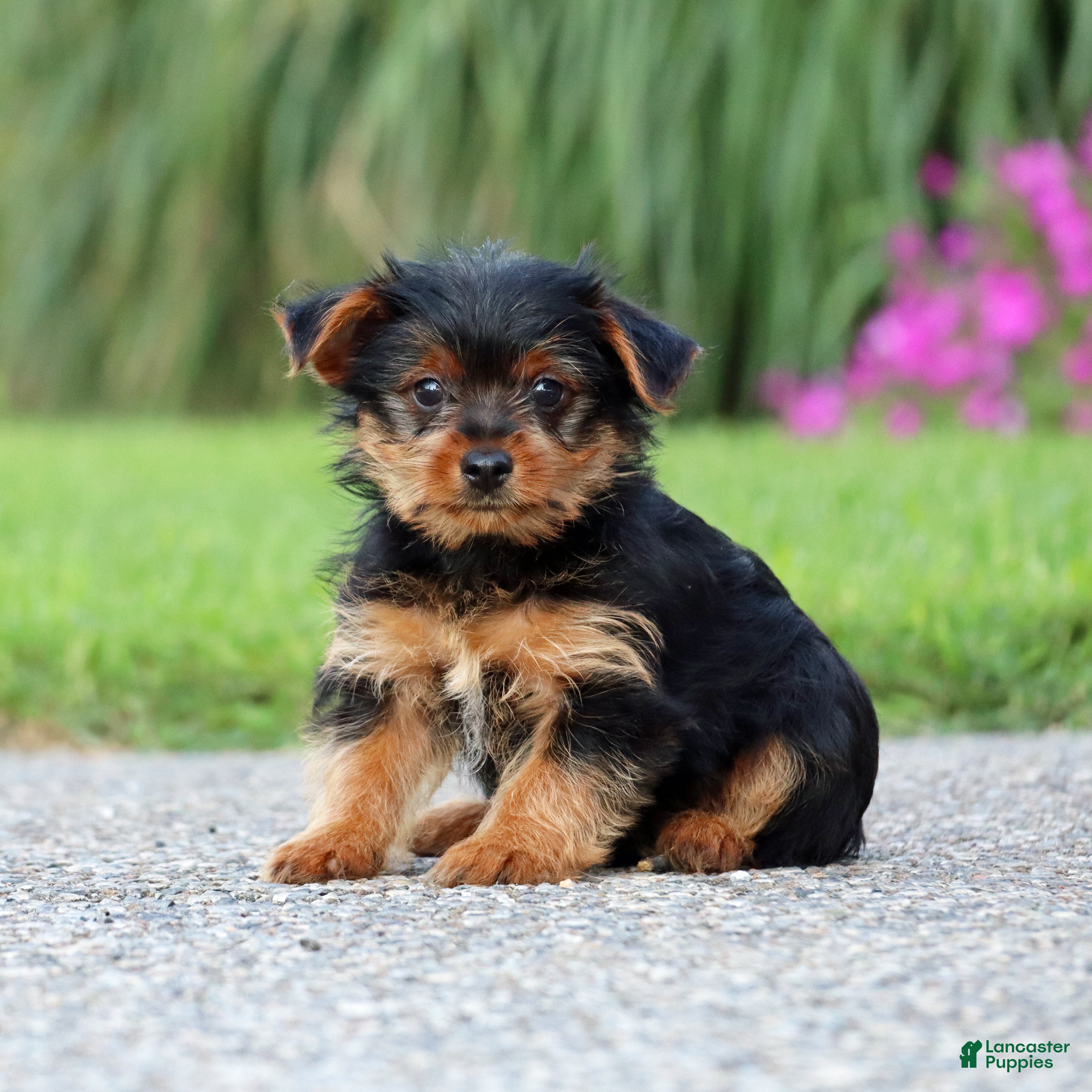 Yorkshire Terrier dogs Cola - Ad 2