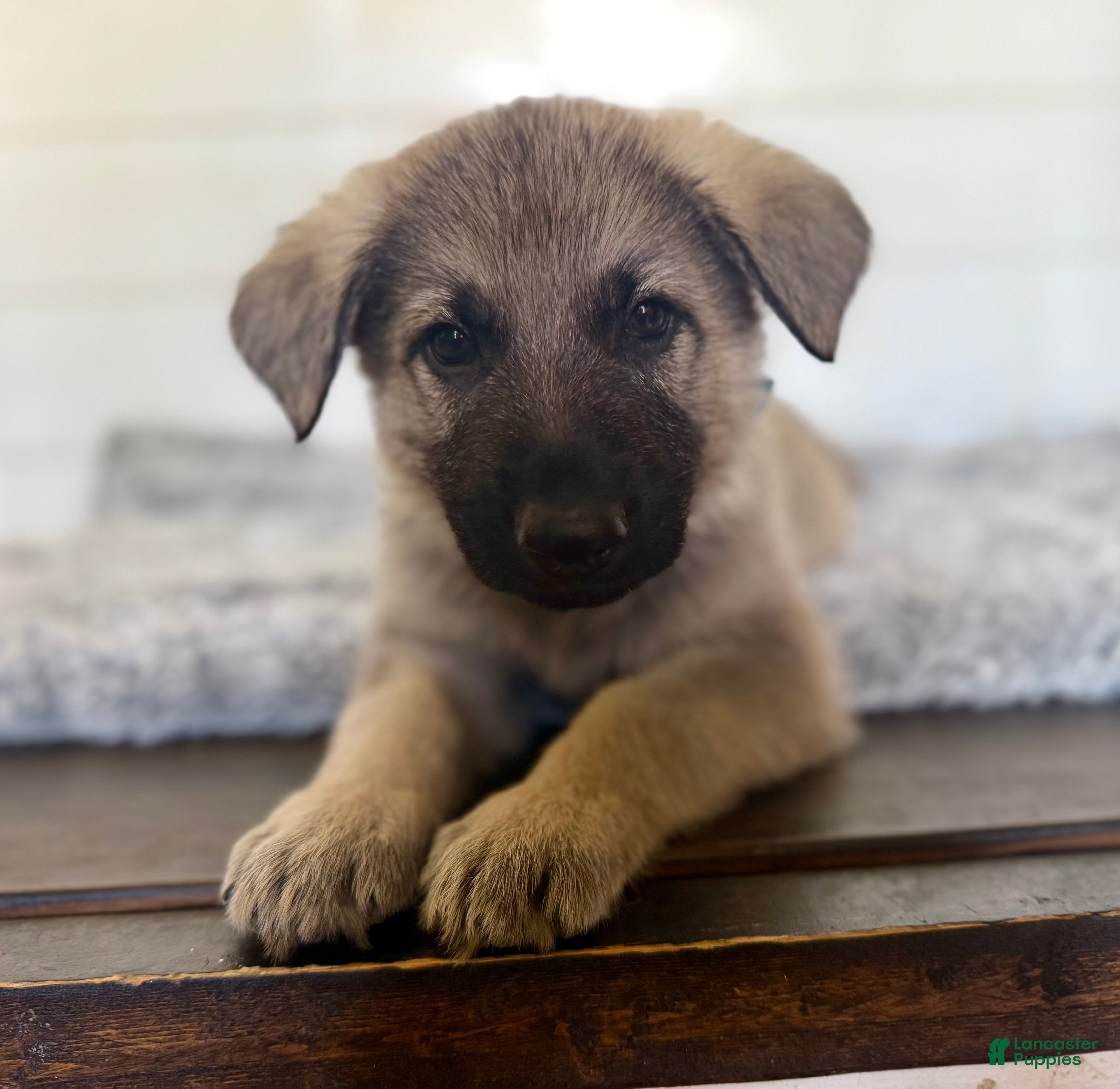 German Shepherd dogs Ben - Ad 1
