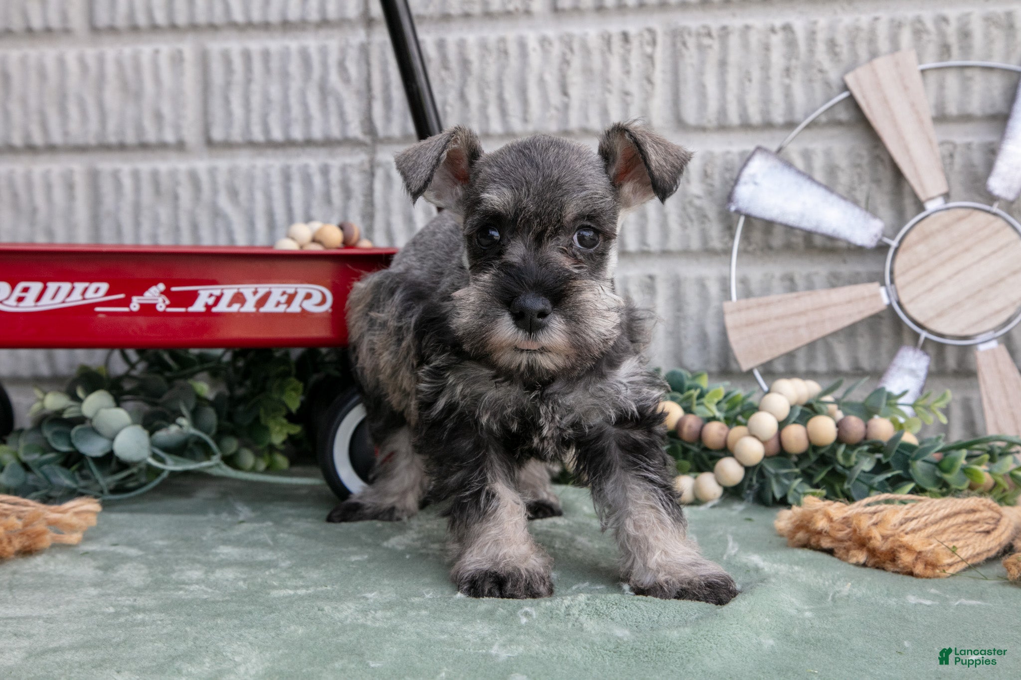 Miniature Schnauzer dogs Missy - Ad 1