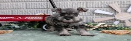 Miniature Schnauzer dogs for sale: Missy - Ad 1