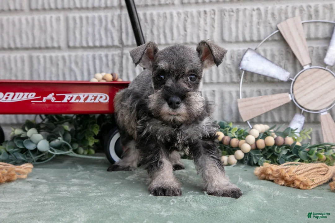 Miniature Schnauzer dogs for sale: Missy - Ad 1