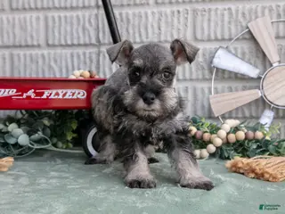 Miniature Schnauzer dogs for sale: Missy - Ad 1