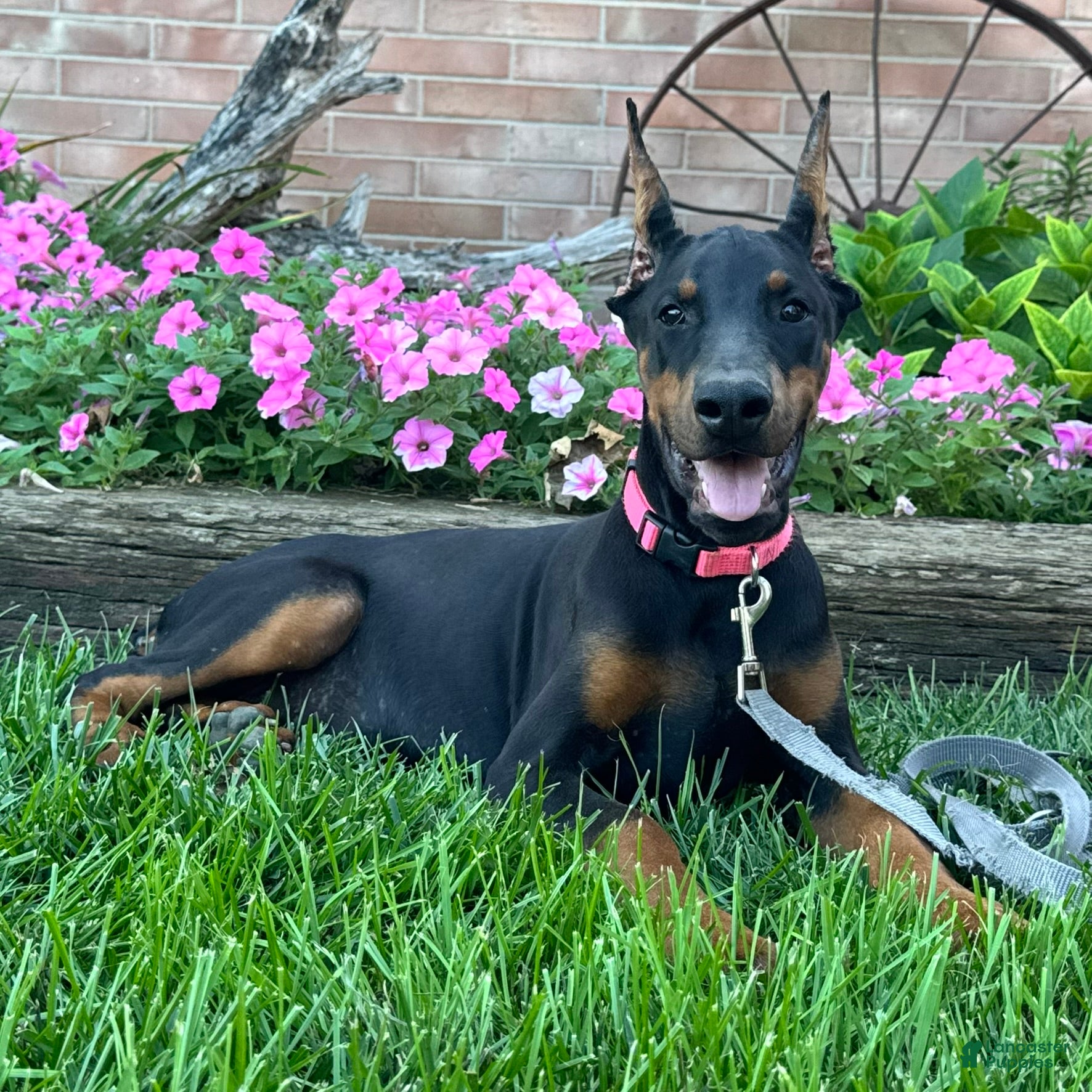 Doberman Pinscher dogs Zelda - Ad 1