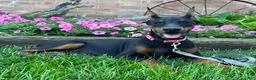 Doberman Pinscher dogs for sale: Zelda - Ad 1