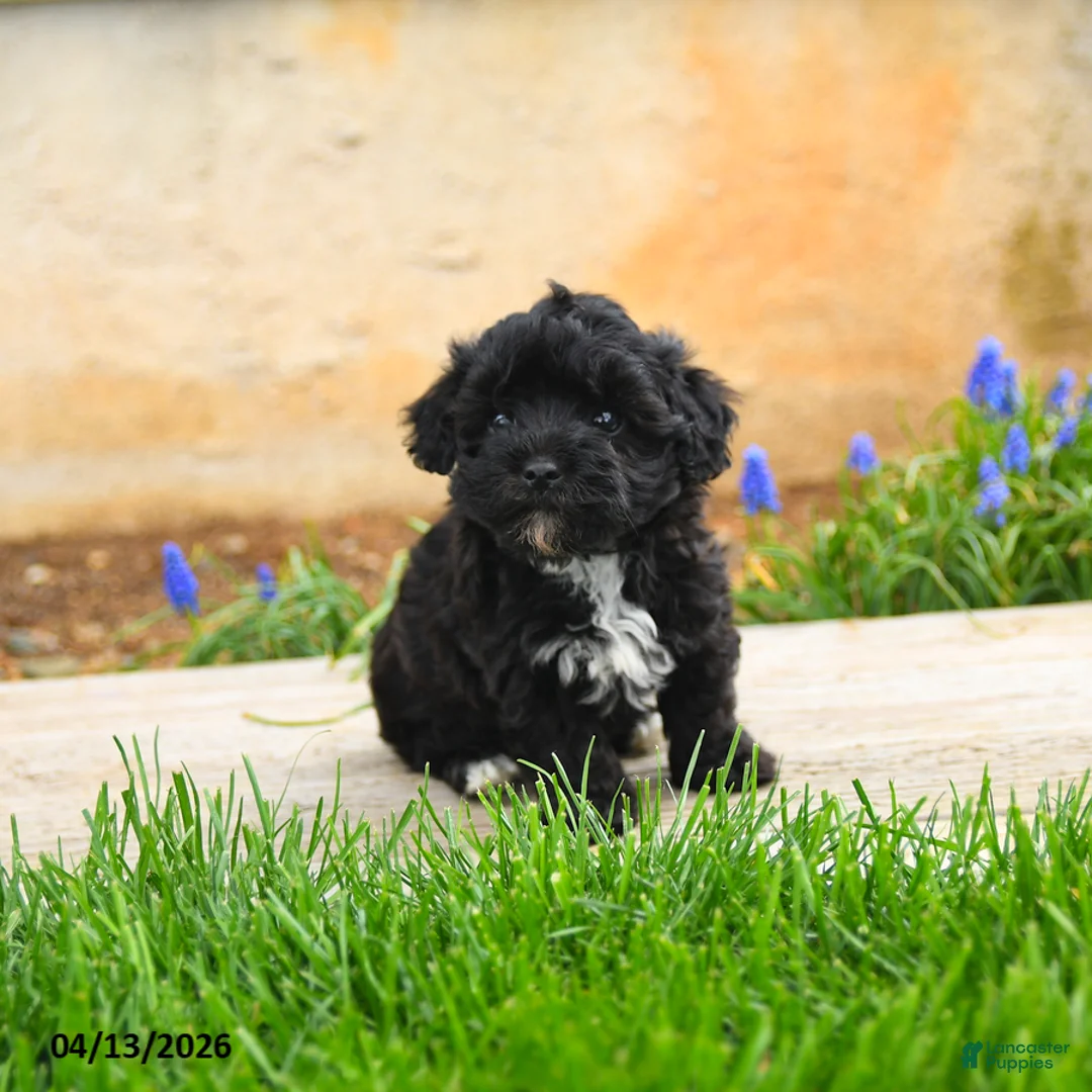 Havapoo dogs for sale: Jimmy - Ad 3