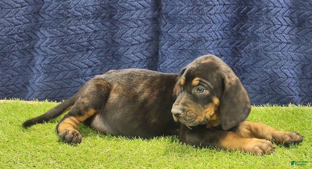 Mixed Breed dogs for sale: 2025 Bloodahoula Male 1 "Curly" - Ad 11