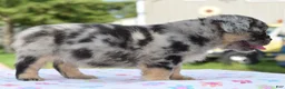 Mixed Breed dogs for sale: Ruby blue eyes merle - Ad 8