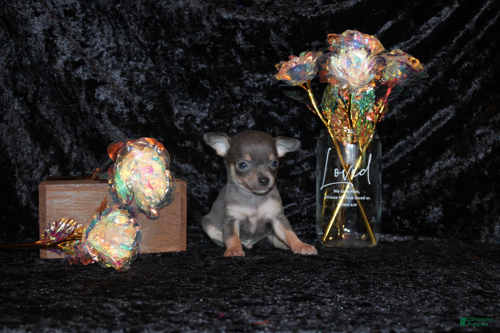 Chihuahua dogs Zaire - Ad 20