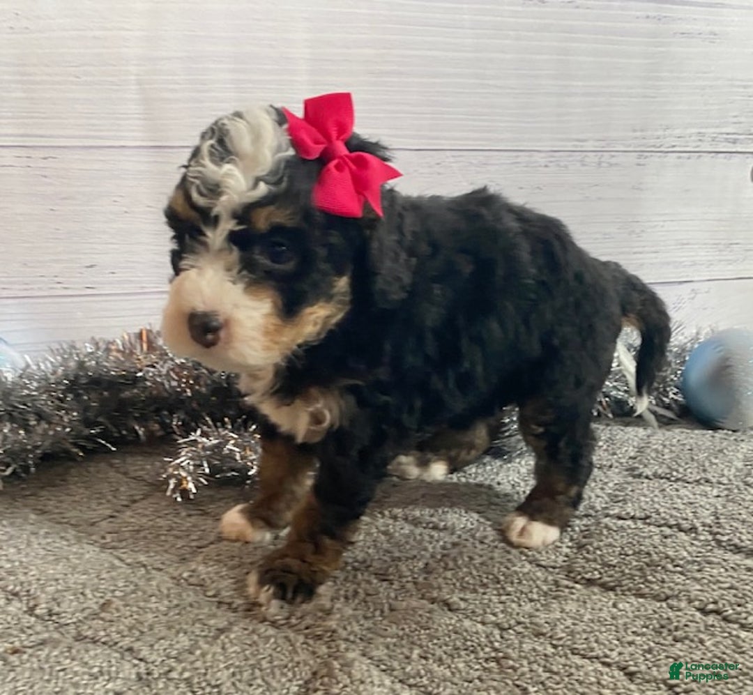 Mini Bernedoodle dogs for sale: Sunshine - Ad 5