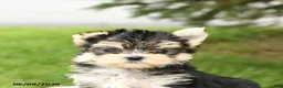 Morkie dogs for sale: Baxter - Ad 5