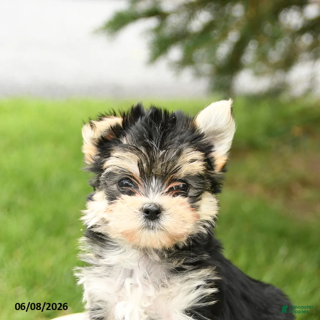 Morkie dogs for sale: Baxter - Ad 5