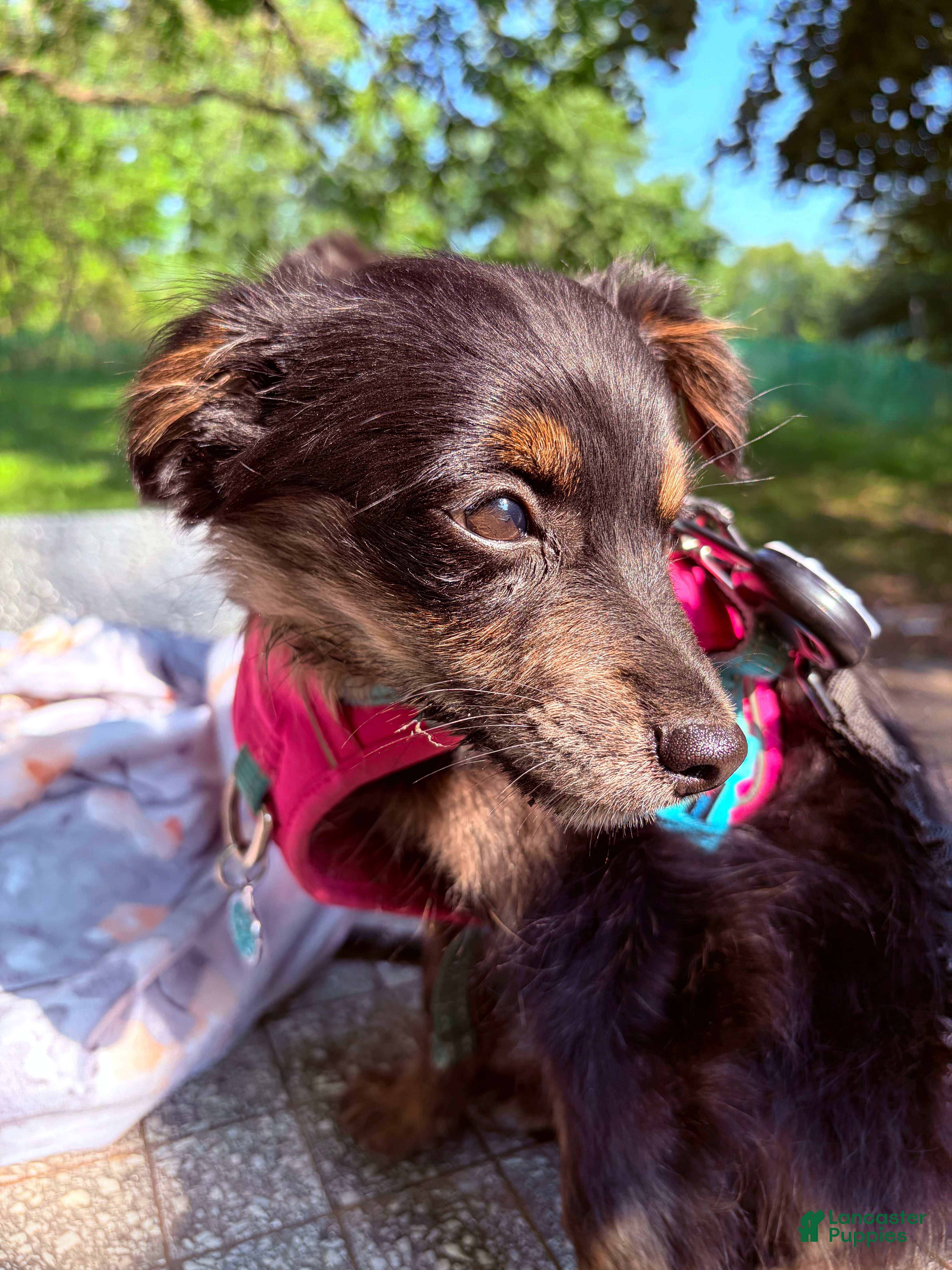 Pomapoo dogs Rico - Ad 10