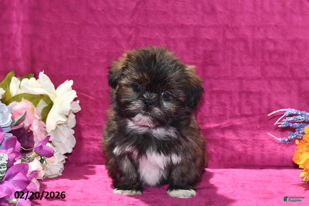 Shih Tzu dogs for sale: Rolo - Ad 3