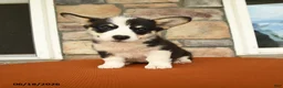 Welsh Corgi Pembroke dogs for sale: Daisy - Ad 3