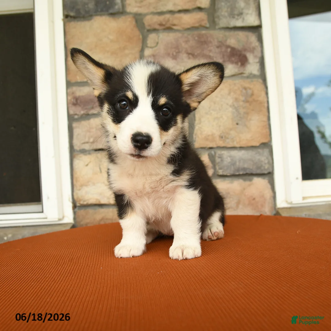 Welsh Corgi Pembroke dogs for sale: Daisy - Ad 3