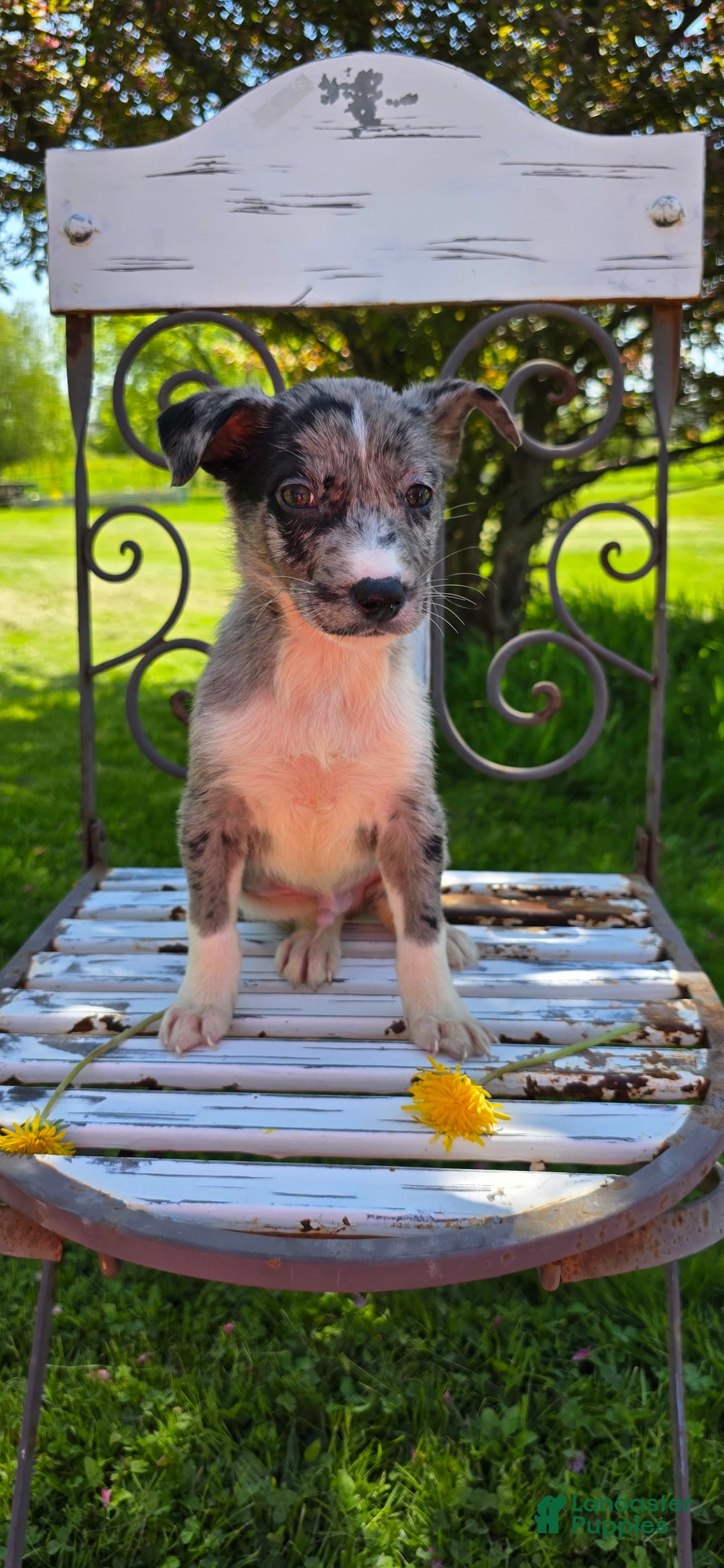 Mixed Breed dogs for sale: Rocky - Ad 8