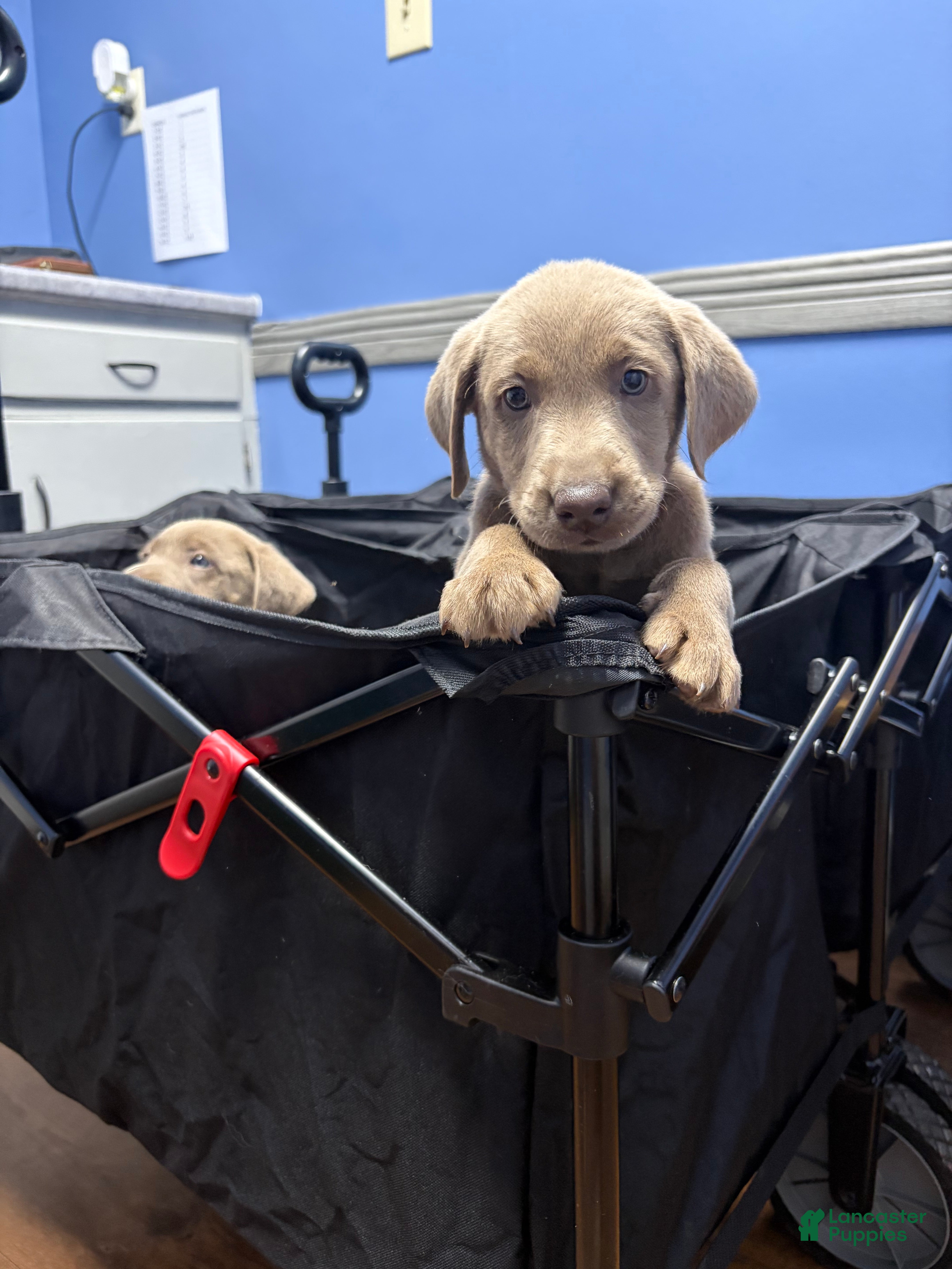 Labrador Retriever dogs Lime green female - Ad 1