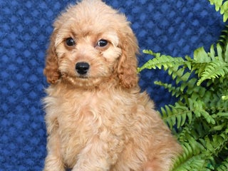 Cavapoo dogs - Ad 41