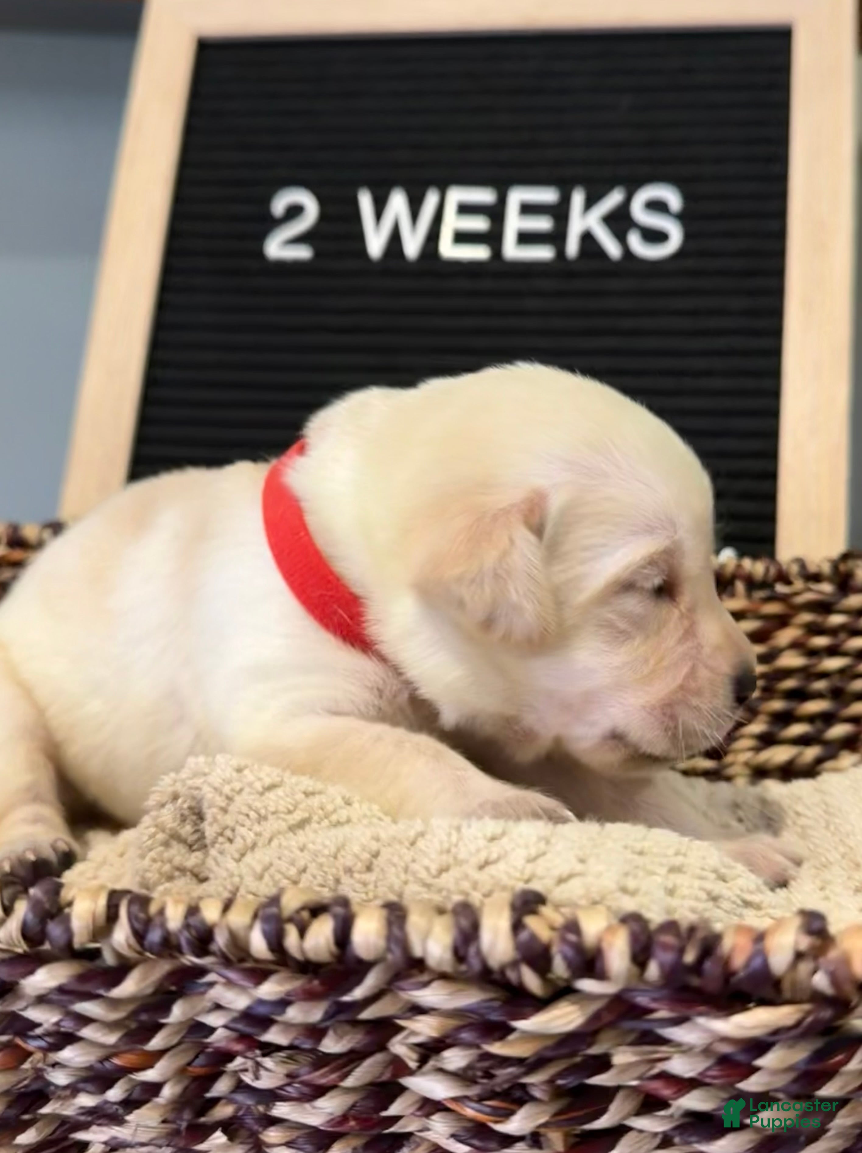 Labrador Retriever dogs Red - Ad 1