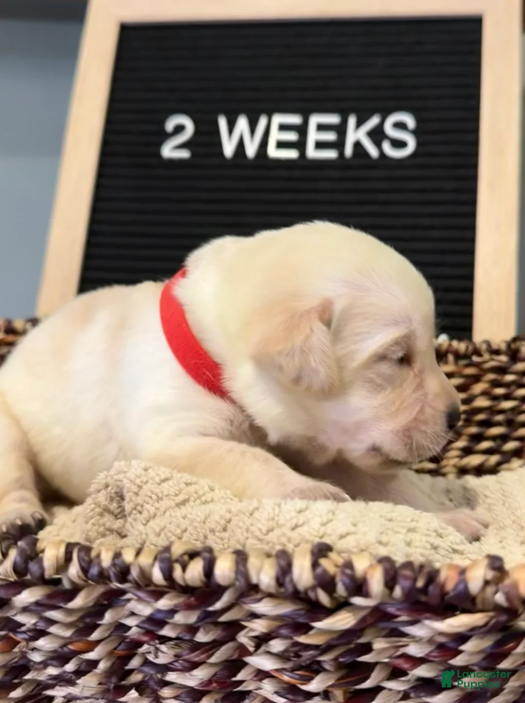Labrador Retriever dogs for sale: Red - Ad 1