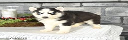 Siberian Husky dogs for sale: Luna   - Ad 4