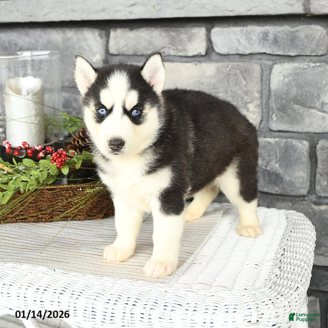 Siberian Husky dogs for sale: Luna   - Ad 4