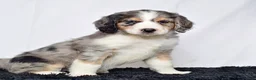 Bernedoodle dogs for sale: Ms. Hazel - Ad 5