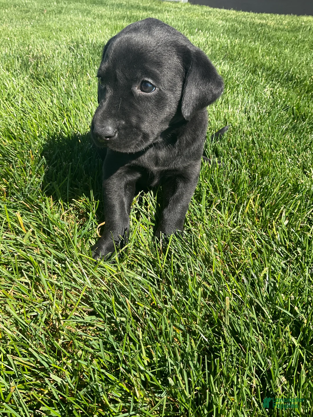Labrador Retriever dogs for sale: Daisy - Ad 7